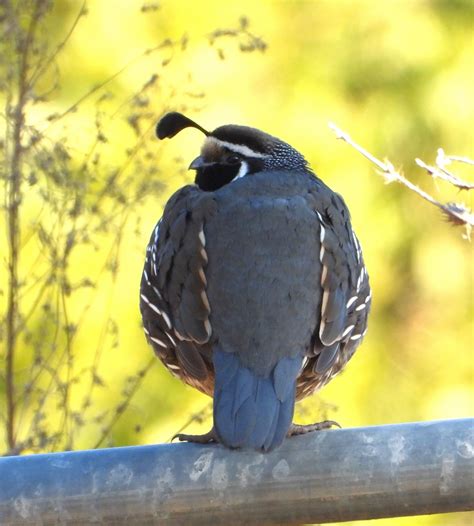 eBird Checklist - 13 Jan 2025 - Coal Oil Point Reserve--Dune Pond - 48 ...