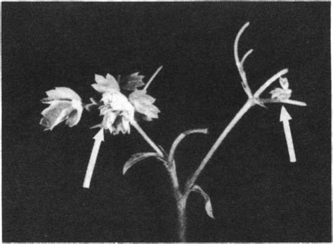 Image result for Plantlets Examples