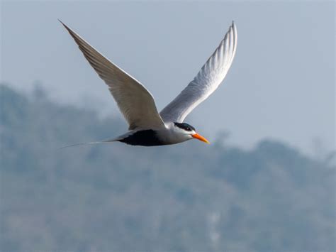 Endangered Birds In India – A Guide To Rare Birds In India