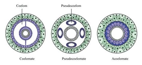 NCERT Solutions for Class 11 Biology chapter 4 Animal Kingdom PDF