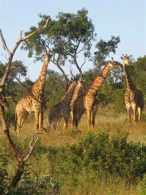 GAME DRIVES AT PHALABORWA GATE IN KRUGER NATIONAL PARK (2026) All You ...