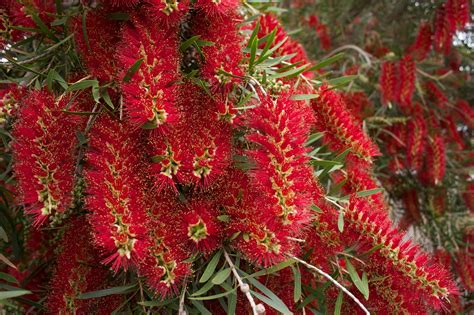 Callistemon Viminalis, Weeping Bottle Brush Plant - Nestreeo.com