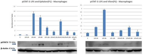 Peptides Regulating Proliferative Activity and Inflammatory Pathways in ...