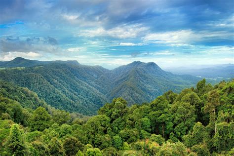 Names Of Rainforests In Australia World's Top Rainforests | Tropical