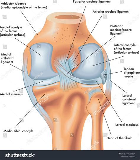 Anatomy Of Right Knee