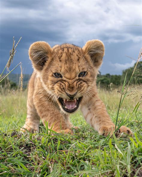 🔥 A little lion snarling at my remote camera : Boots