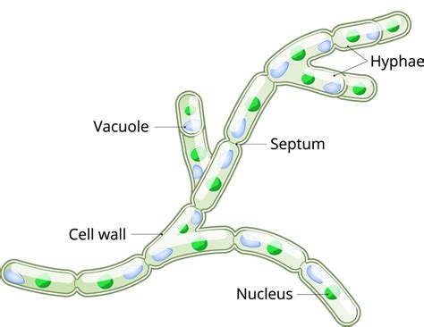 Fungi — lesson. Science State Board, Class 9.