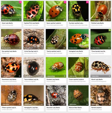 Ladybug Beetle