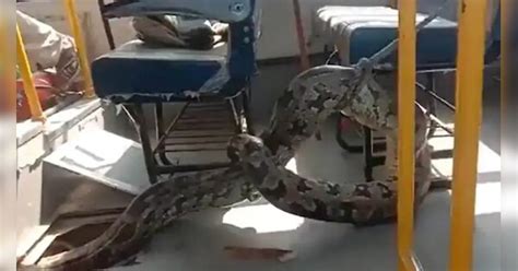 Shocking News Giant Python spotted at school bus in Rae Bareli District ...