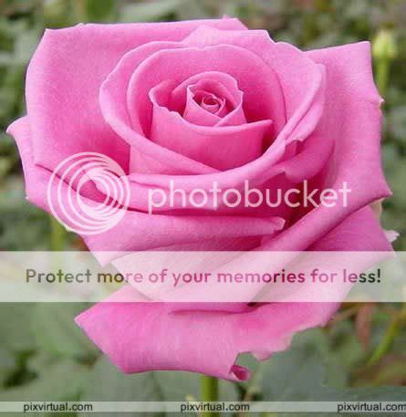 Flores - JungleKey.in Image