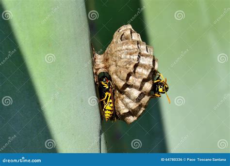 Small wasp nest stock photo. Image of germanica, animals - 64780336