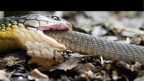 Python Snake Swallow 的图像结果