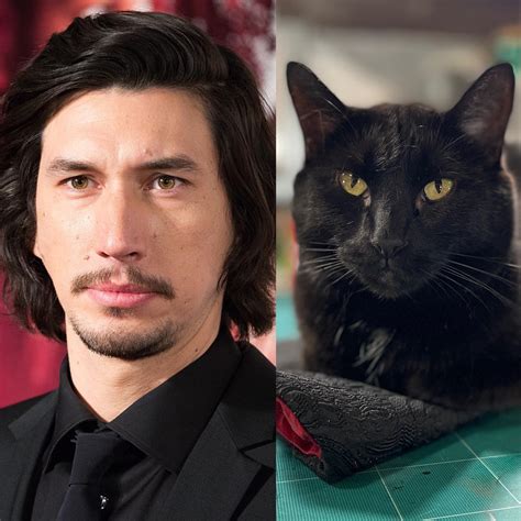 Adam Driver Cat