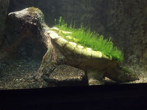 Image result for Alligator Snapping Turtle Underwater