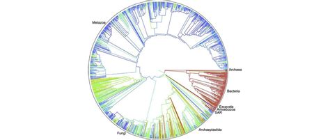 Image result for Life Evolution Tree