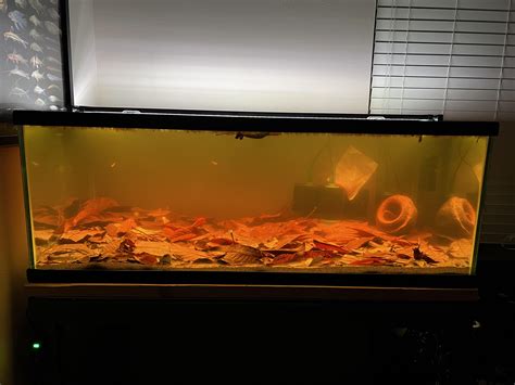 80 gal Blackwater rio negro inspired tank : r/Aquariums