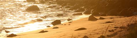 Download wallpaper sea, beach, birds, morning, section nature in ...