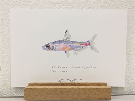 Brittanichthys axelrodi Drawing Postcard | Osakanacraft