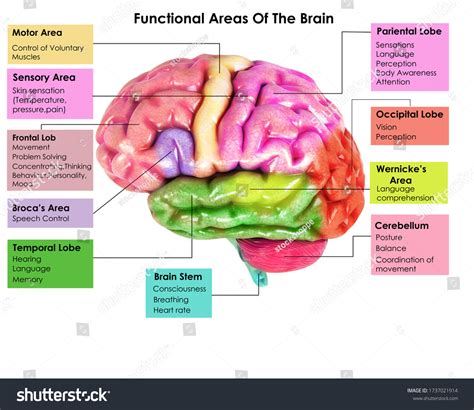 Science Brain 的图像结果