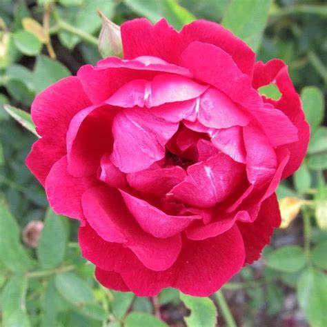 ALL IN ONEE Desi Red Rose rosa damascena Live Plant Traditional Indian ...