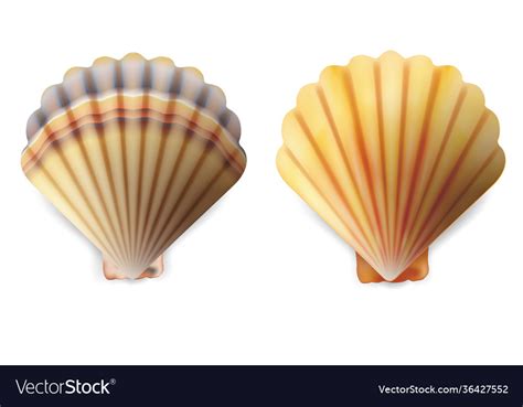 Shell Texture Vector 的图像结果
