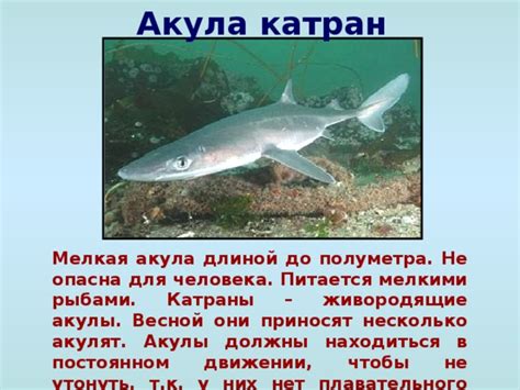 Презентация " Подводный мир Черного моря" - внеурочная работа, презентации