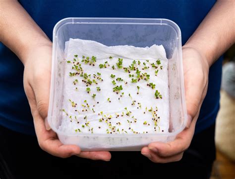 Rose Seed Germination Paper Towel at Jessica Fischer blog