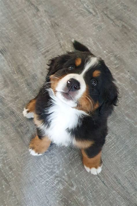 They grow up so damn fast, here's Hazel only 6 weeks ago (8 weeks old ...