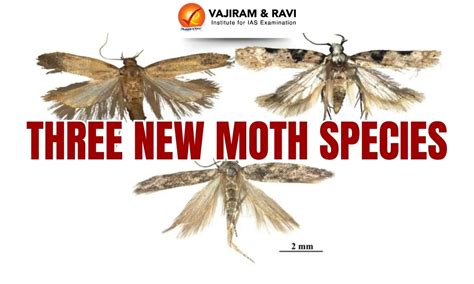 Three New Moth Species, Discovery, Habitat, Latest News