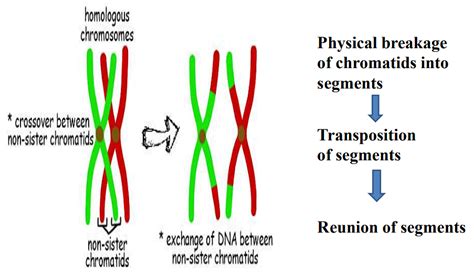 Methods of Gene Mapping - Botany Optional for UPSC PDF Download