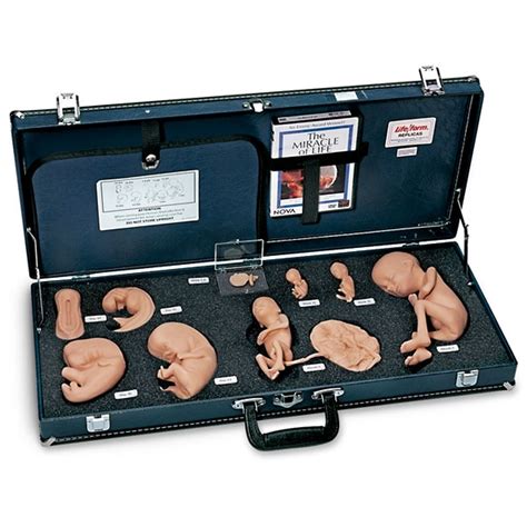 Biological Reproduction Model Kit 的图像结果