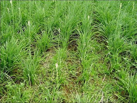 TNAU Agritech Portal :: Crop Protection