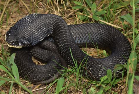Snakes of North Carolina | Flickr