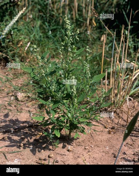 Flowering fat hen (Chenopodium album) an arable weed plant Stock Photo ...