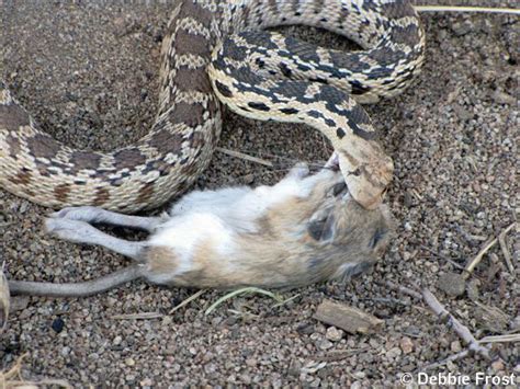 Image result for Quit Python