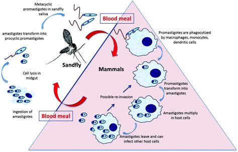 Leishmaniasis Life Cycle Diagram