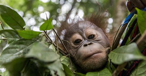 10 Facts about Orangutans - FOUR PAWS International - Animal Welfare ...