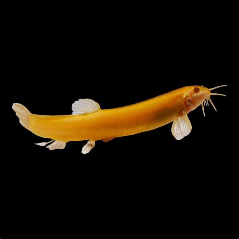 Gold Dojo Loach