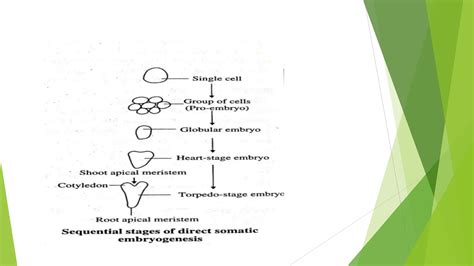 Image result for Embryogenesis Process