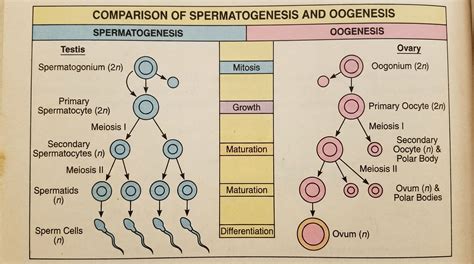 Processus de la spermatogenèse : formation des spermatozoïdes, étapes & guide illustré