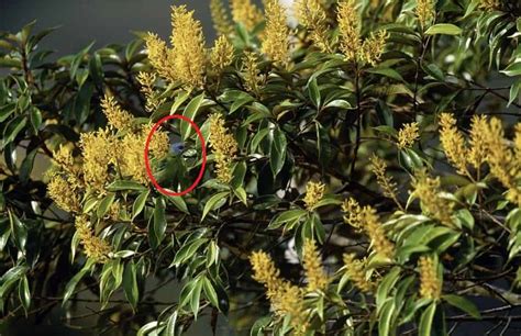 Optical Illusion: Can you find a bird in the tree in 5 seconds?