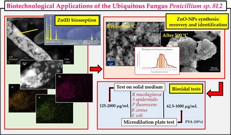 Biotechnological Applications of the Ubiquitous Fungus Penicillium sp ...