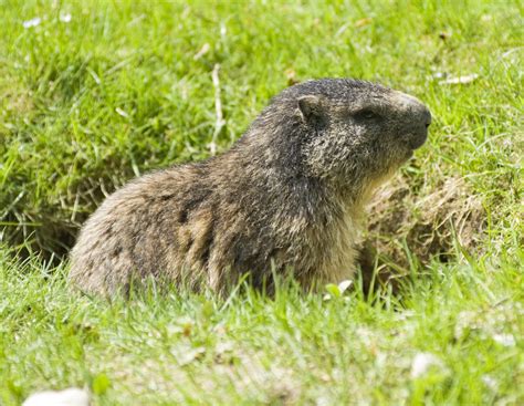 Woodchucks Vs. Groundhogs: Are They the Same Animal? - Pest Pointer