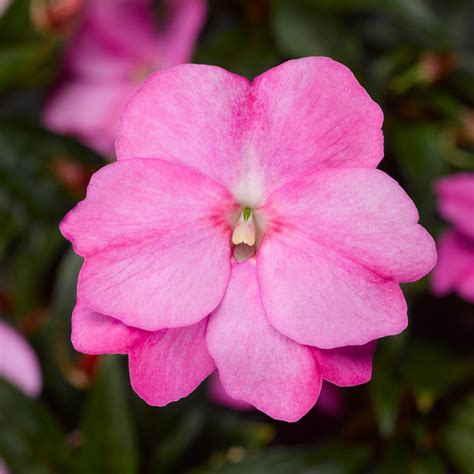 Lavender New Guinea Florific Impatiens Seeds