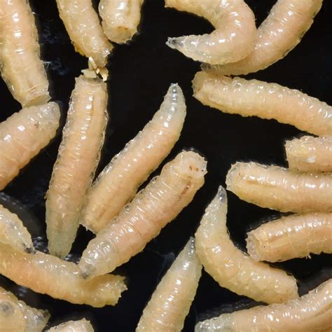 Spiritual Meaning of Maggots in House and Dreams - Awakening State