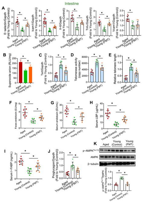 Aged Gut Microbiome Induces Metabolic Impairment and Hallmarks of ...