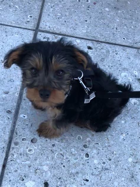 My yorkie has been chewing her paws until it's hairless and red. Vet ...