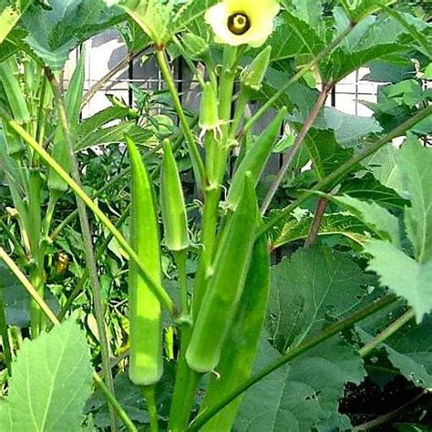 Image result for SmartPlant Monitoring System Using Arduino R4 Wi-Fi