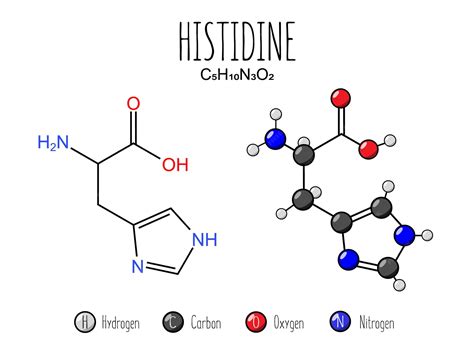 Premium Vector | Histidine amino acid representation