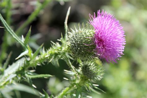 16+ Weeds with Purple Flowers (Identification Guide) — Practical Self Reliance